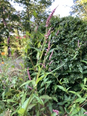 Persicaria longiseta