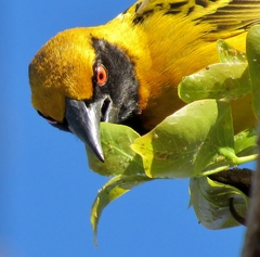 Ciriacremum capense