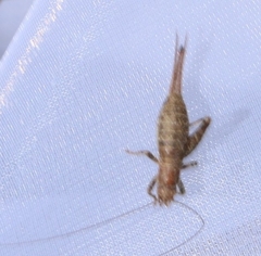 Arachnocephalus vestitus