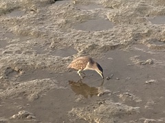 Nycticorax caledonicus