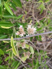 Alternanthera echinocephala