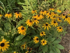 Rudbeckia