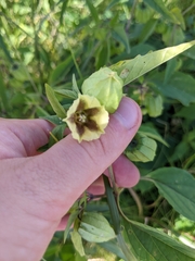 Physalis virginiana