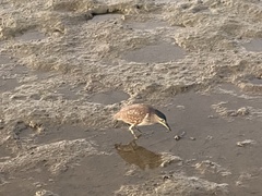 Nycticorax caledonicus