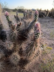 Grusonia kunzei