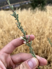 Stephanomeria virgata