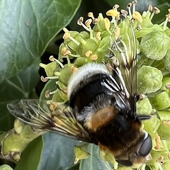 Eristalis intricaria