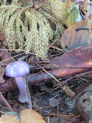 Sclerotinia