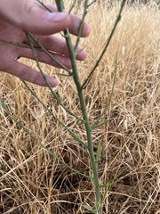 Stephanomeria virgata