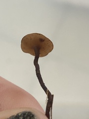 Sclerotinia
