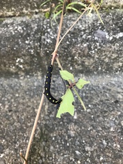 Theretra oldenlandiae