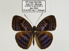 Euriphene goniogramma
