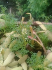 Cyclospermum