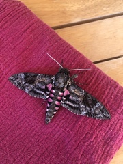 Agrius cingulata