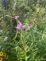 Physostegia