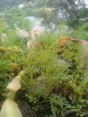 Cyclospermum
