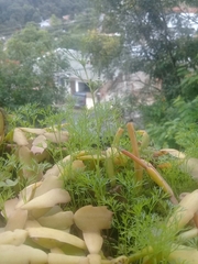 Cyclospermum
