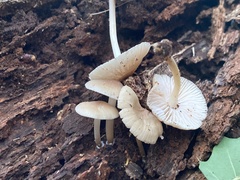 Mycena galericulata