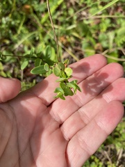 Hypericum crux-andreae