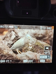 Butorides striata sundevalli