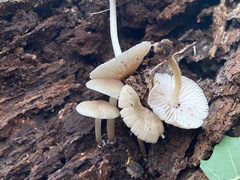 Mycena galericulata