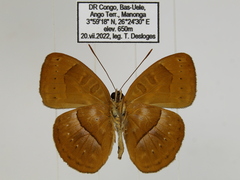 Euriphene goniogramma
