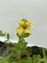 Hypericum crux-andreae