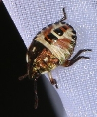 Carpocoris