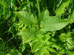 Pastinaca sativa sylvestris