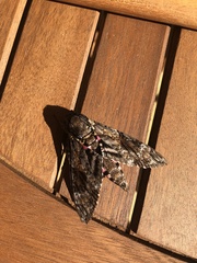 Agrius cingulata