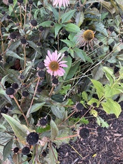 Echinacea