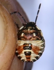 Carpocoris