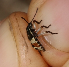 Carpocoris