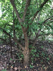 Cornus mas