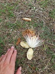 Barringtonia asiatica