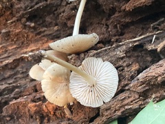 Mycena galericulata