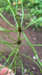 Equisetum pratense