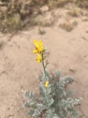 Ehrendorferia chrysantha