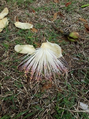 Barringtonia asiatica