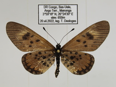 Acraea abdera abdera