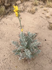 Ehrendorferia chrysantha