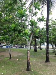 Barringtonia asiatica