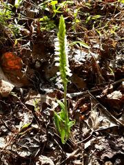 Spiranthes ovalis