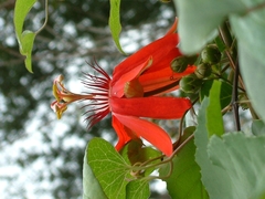 Passiflora coccinea