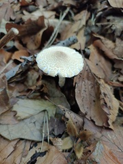 Lepiota clypeolaria