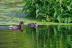 Tachybaptus ruficollis