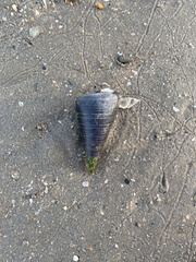 Telescopium telescopium
