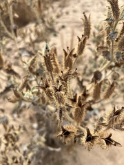 Argemone munita