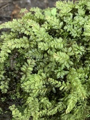 Plagiomnium cuspidatum