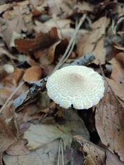 Lepiota clypeolaria
